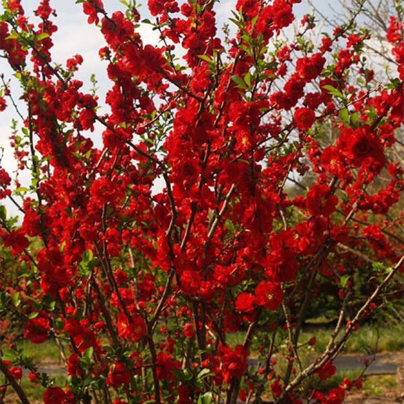 Chaenomeles speciosa Scarlet Storm - Fior di Pesco (Porto)