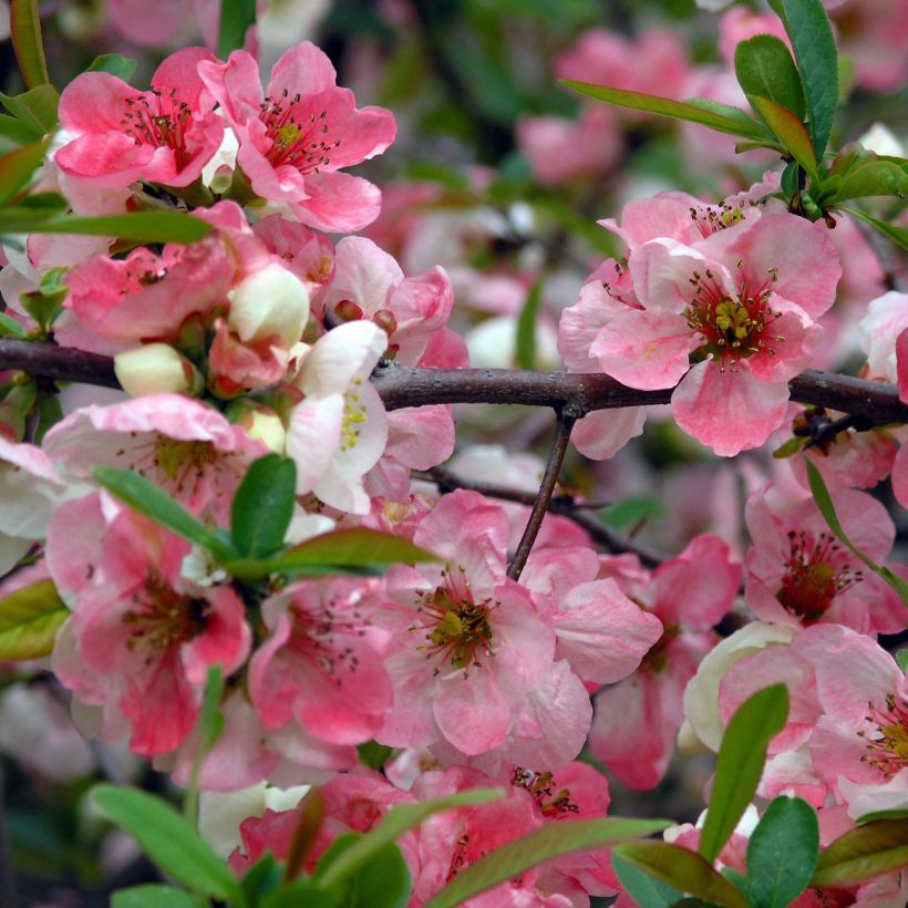 Chaenomeles speciosa Toyo-Nishiki - Fior di Pesco (Fioritura)