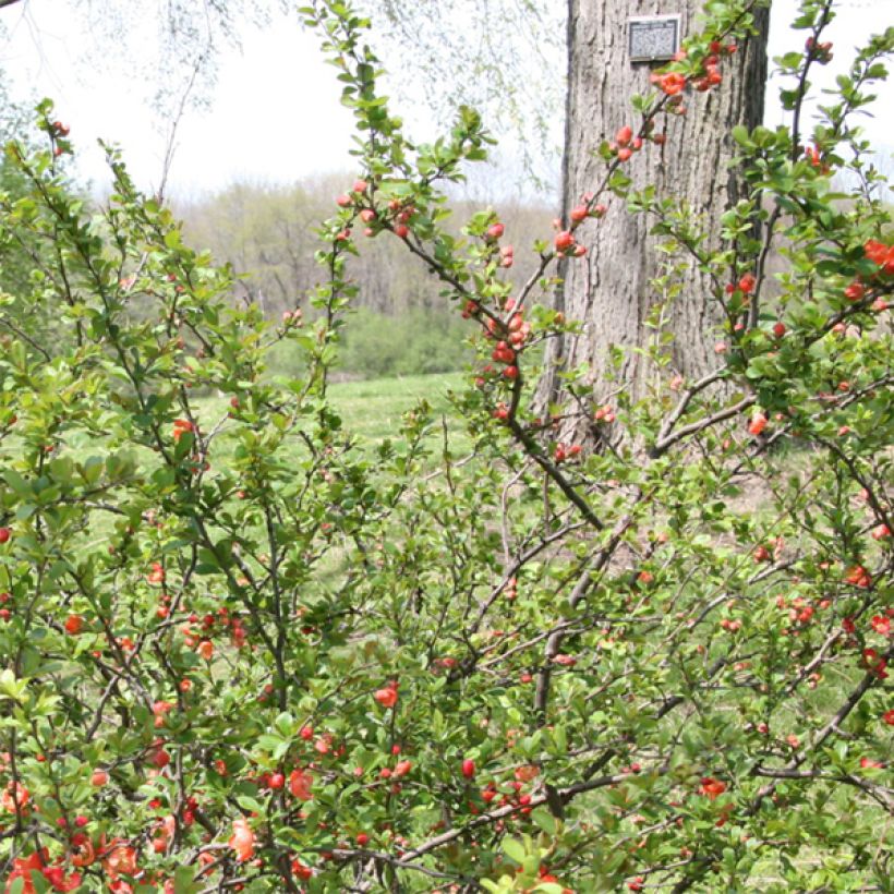 Chaenomeles superba Clementine - Fior di Pesco (Fogliame)