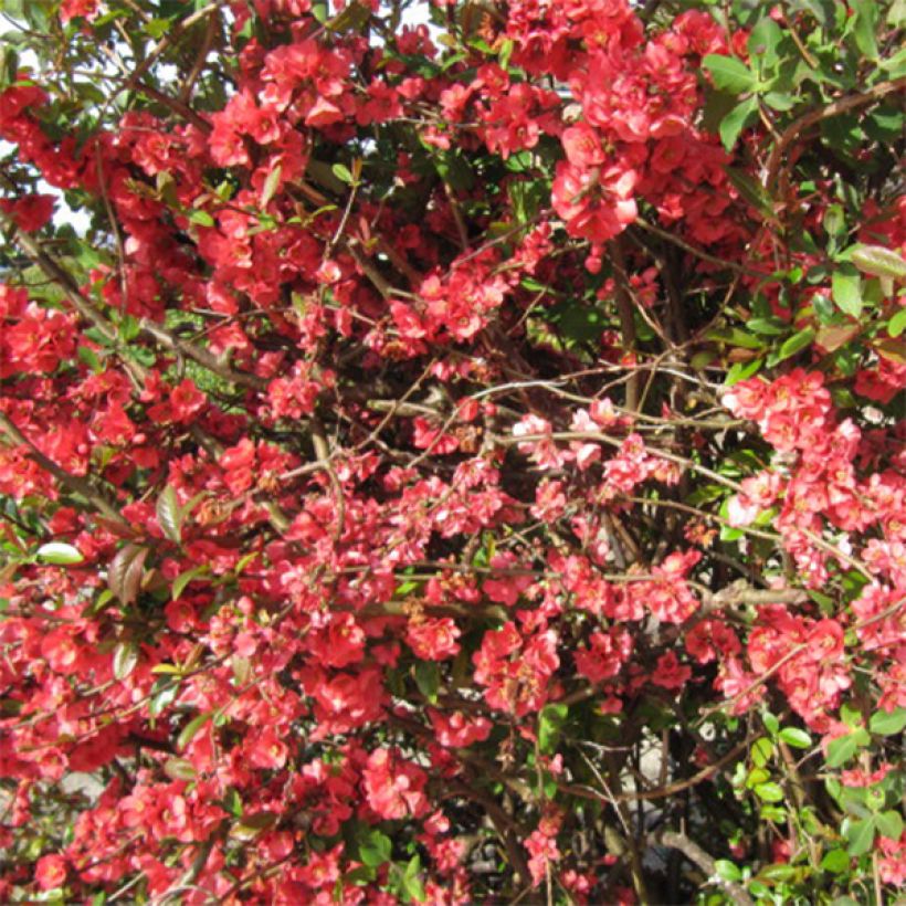 Chaenomeles superba Clementine - Fior di Pesco (Fioritura)