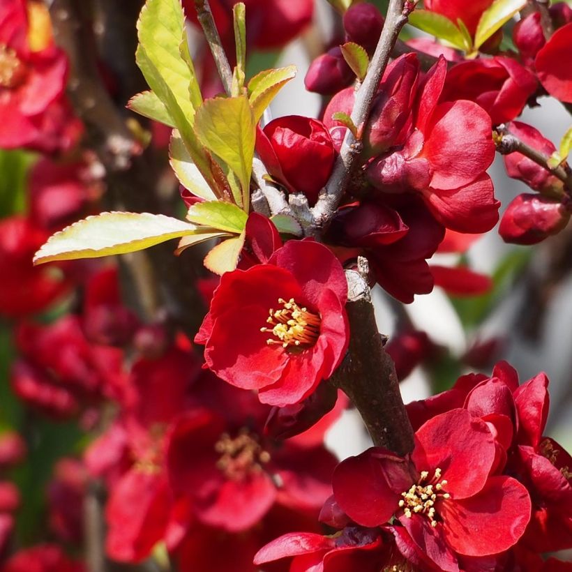 Chaenomeles superba Etna - Fior di Pesco (Fioritura)