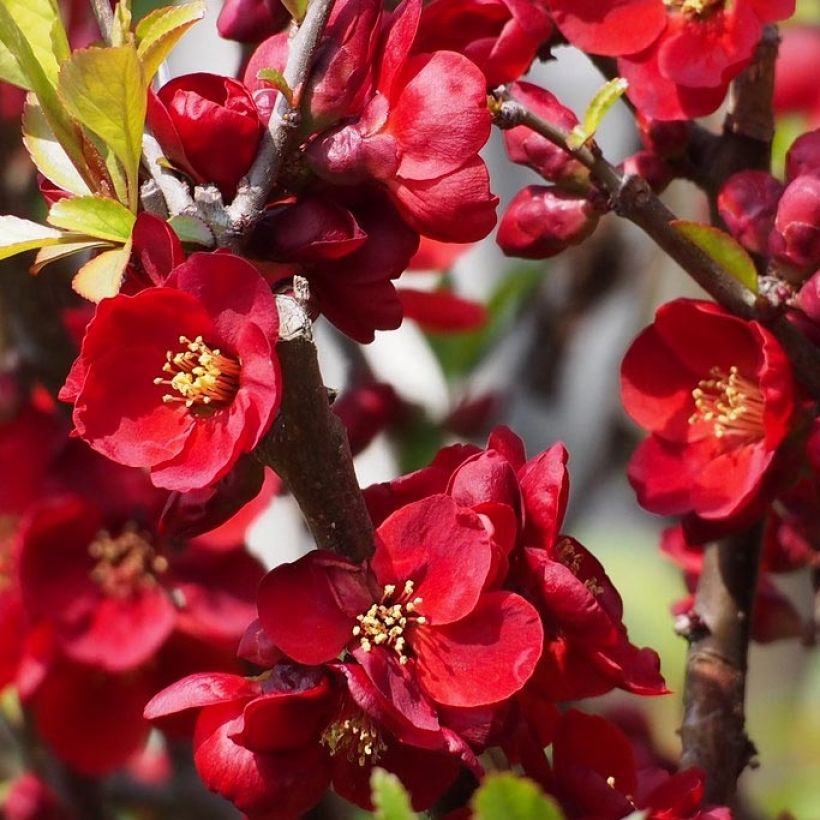 Chaenomeles superba Hollandia - Fior di Pesco (Fioritura)