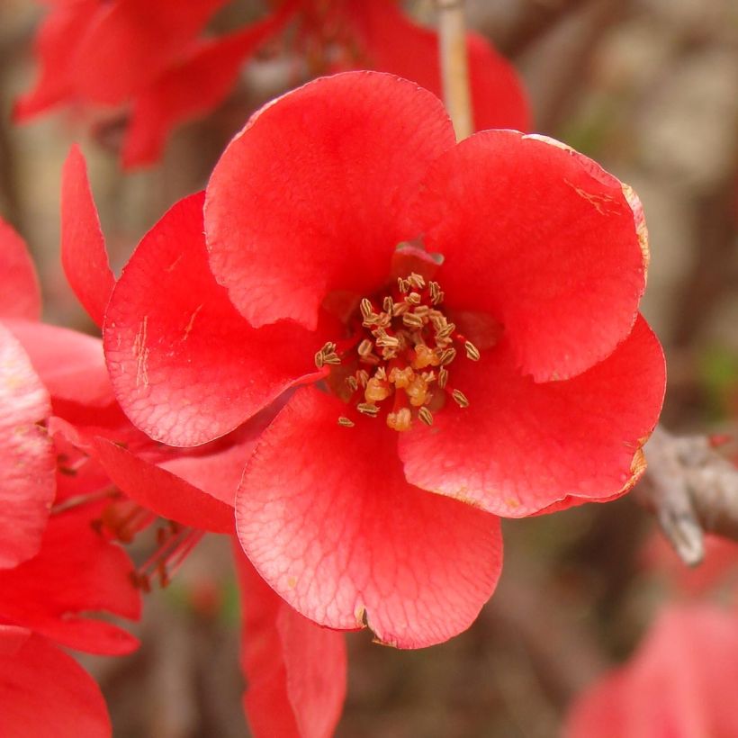 Chaenomeles superba Texas Scarlet - Fior di Pesco (Fioritura)