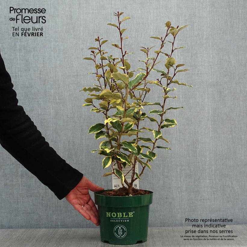 Chalef - Elaeagnus x ebbingei Viveleg len pot de 3L/4L esemplare consegnato in inverno