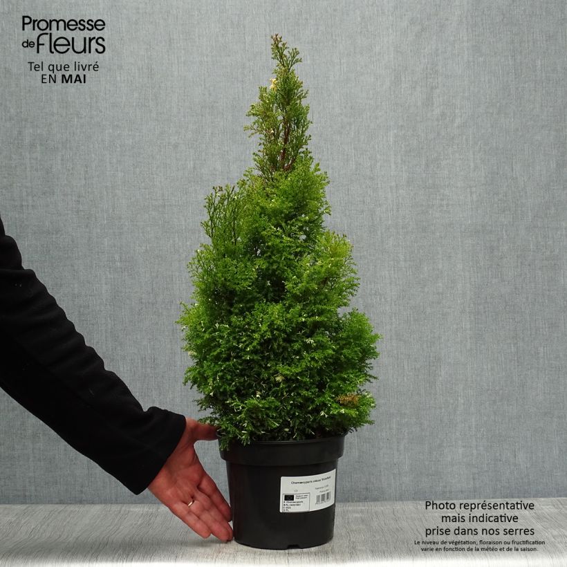 Faux cyprès du Japon - Chamaecyparis obtusa Snowflake Pot de 2L/3L esemplare consegnato in primavera