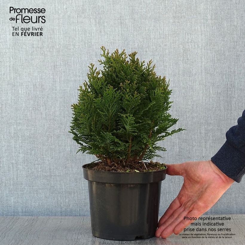 Chamaecyparis law.Minima Glauca - Faux cyprès Pot de 2L/3L esemplare consegnato in inverno