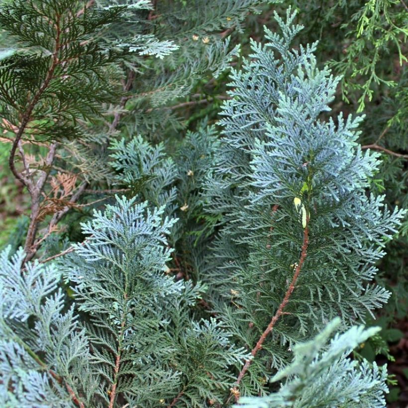 Chamaecyparis lawsoniana Alumii - Cipresso bianco (Fogliame)