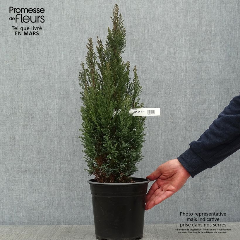 Chamaecyparis lawsoniana Elwoodii - Cyprès de Lawson en pot de 4L/5L esemplare consegnato in inverno