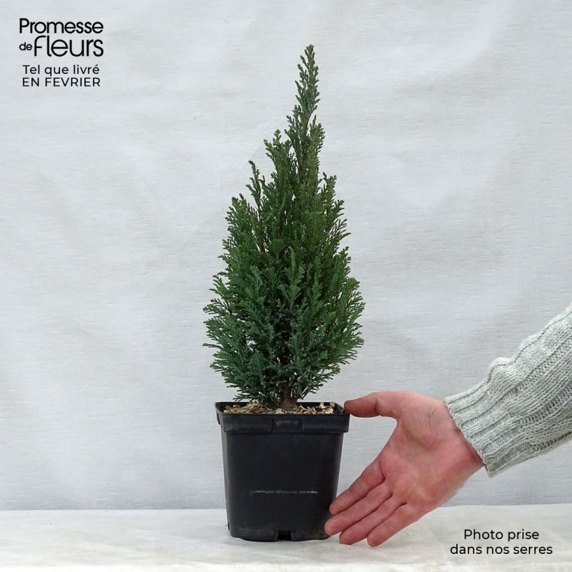 Chamaecyparis lawsoniana Elwoodii - Cyprès de Lawson en pot de 2L/3L esemplare consegnato in inverno