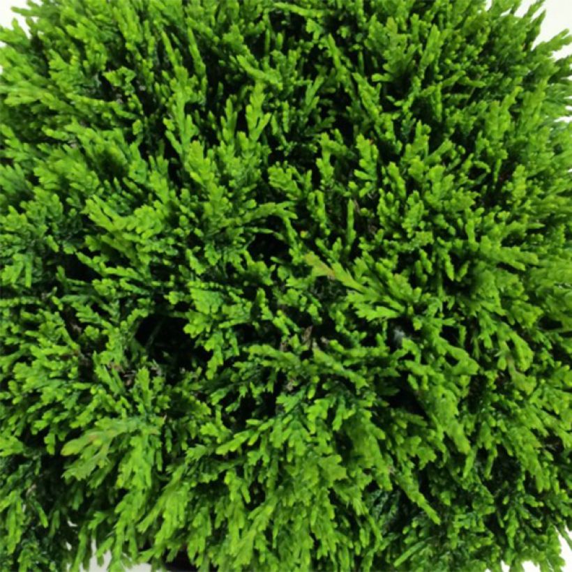 Chamaecyparis lawsoniana Green Globe - Cipresso bianco (Fogliame)