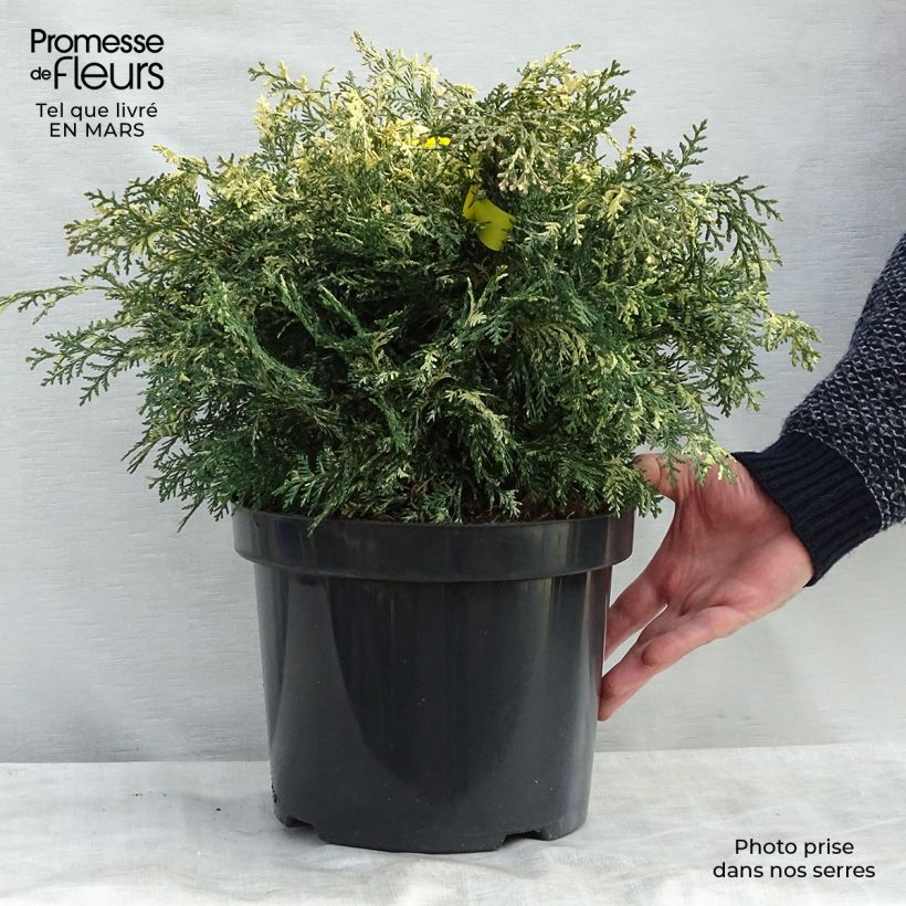 Chamaecyparis lawsoniana Pearly Swirls - Cyprès de Lawson en pot de 7,5/10L esemplare consegnato in inverno