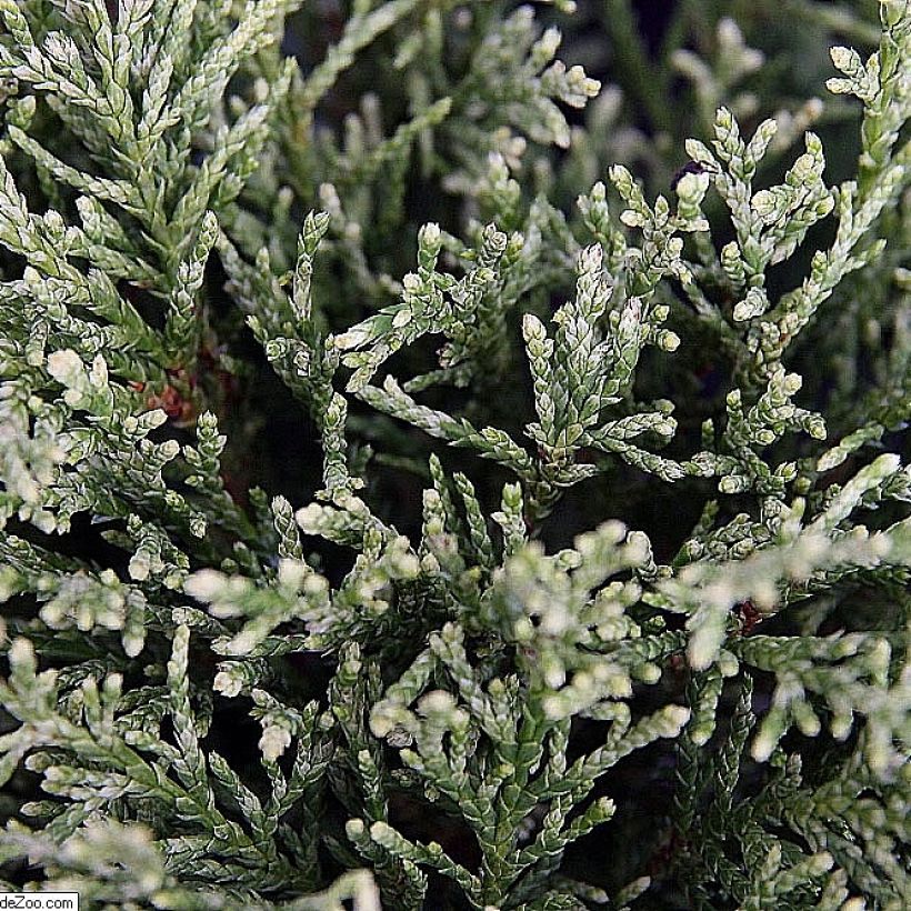 Chamaecyparis lawsoniana White Spot - Cipresso bianco (Fogliame)