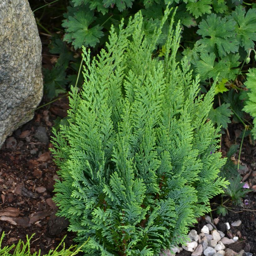 Chamaecyparis lawsoniana White Spot - Cipresso bianco (Porto)