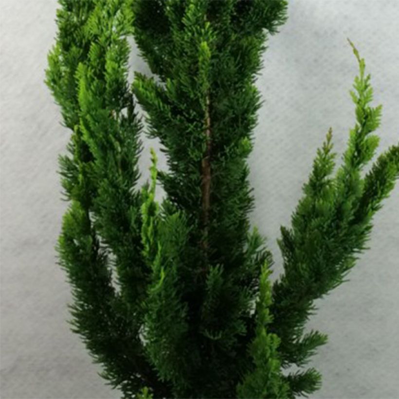 Chamaecyparis lawsoniana Yellow Spire - Cipresso bianco (Fogliame)