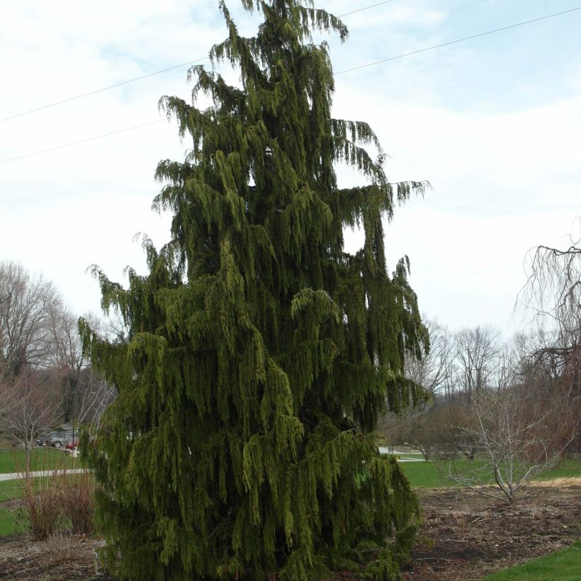 Chamaecyparis nootkatensis Pendula - Cipresso di Nootka (Porto)