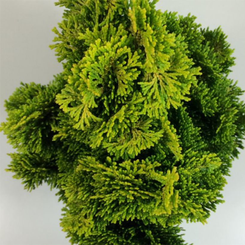 Chamaecyparis obtusa Aurora - Cipresso di Hinoki (Fogliame)