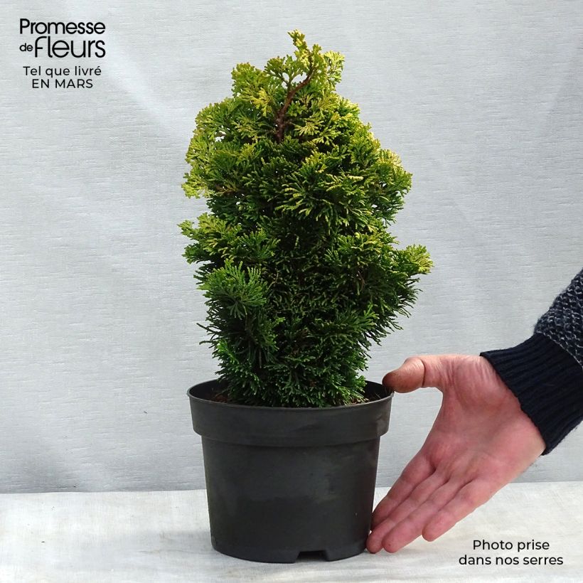 Chamaecyparis obtusa Aurora - Faux cyprès hinoki du Japon nain en pot de 2/3L esemplare consegnato in inverno