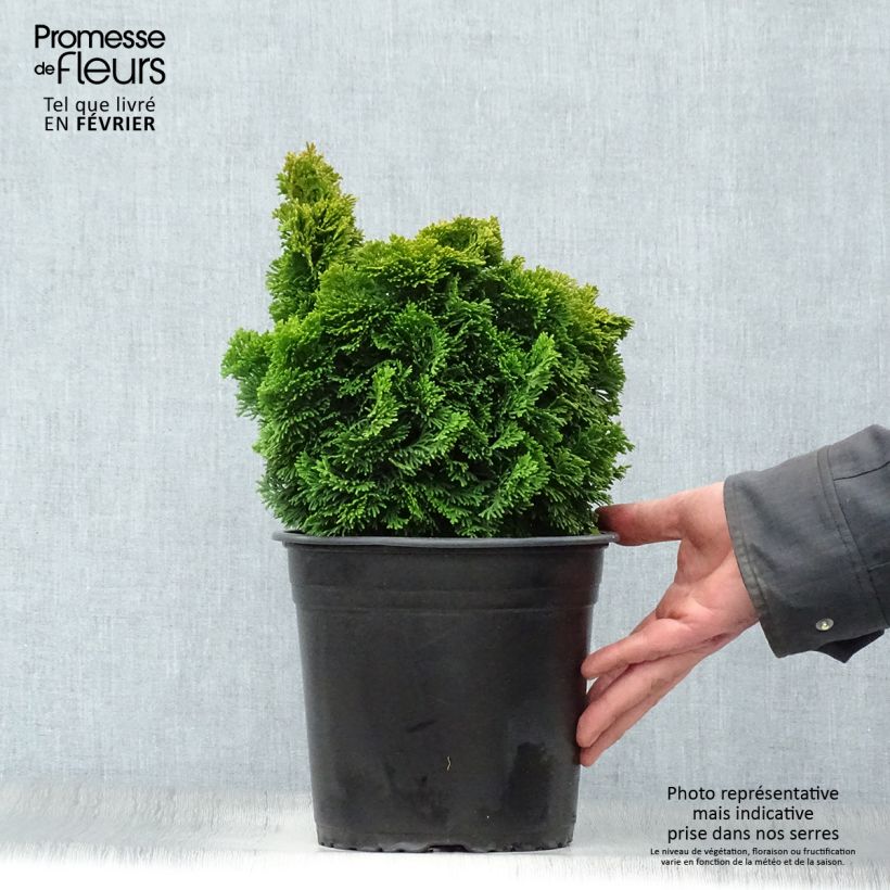 Chamaecyparis obtusa Aurora - Faux cyprès hinoki du Japon nain en pot de 4L/5L esemplare consegnato in inverno