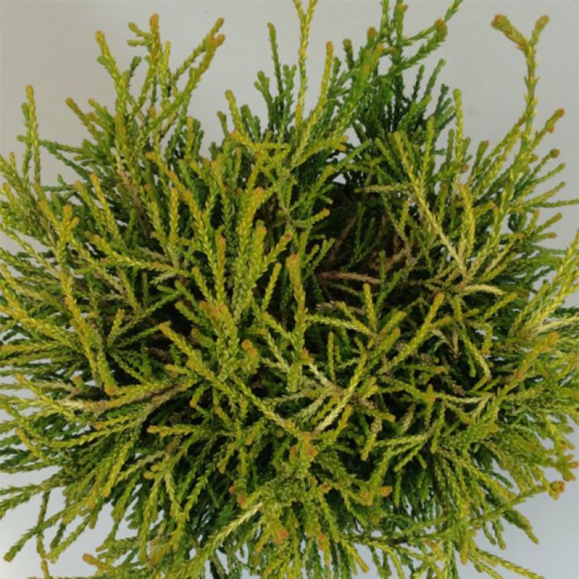 Chamaecyparis obtusa Gitte - Cipresso di Hinoki (Fogliame)