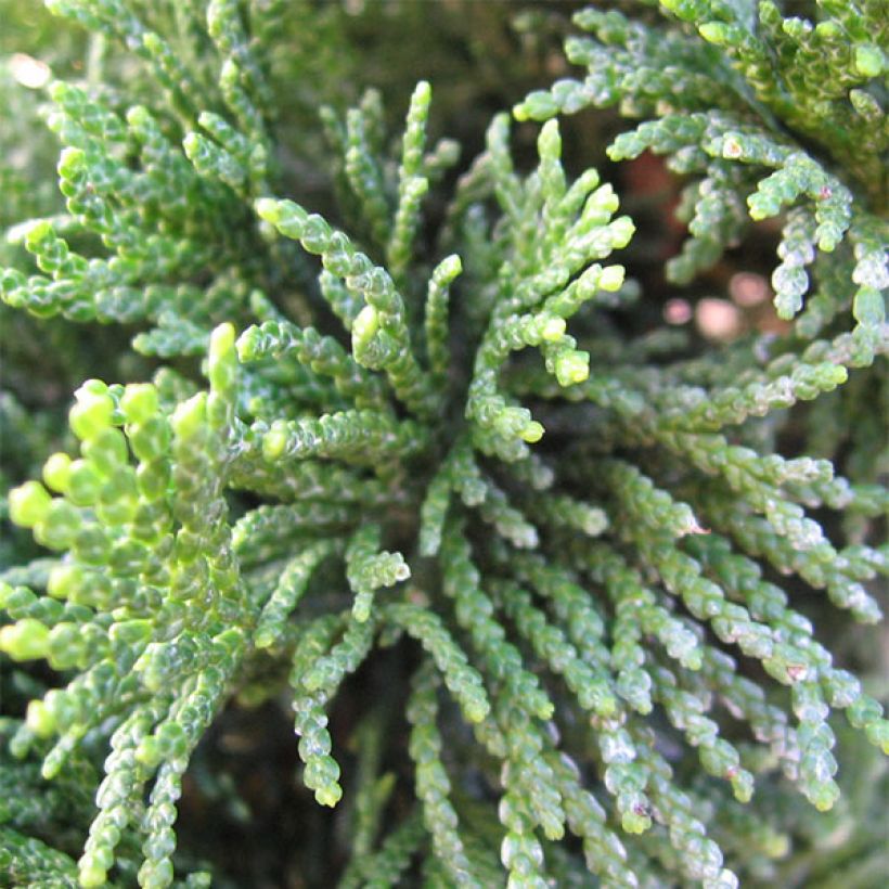 Chamaecyparis obtusa Nana Gracilis - Faux cyprès du Japon               (Fogliame)