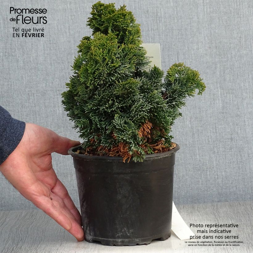 Chamaecyparis obtusa Nana Gracilis - Faux cyprès du Japon               Pot de 2L/3L esemplare consegnato in inverno