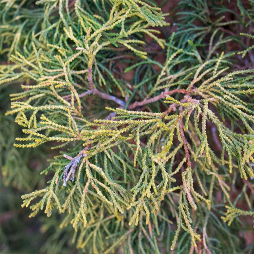 Chamaecyparis obtusa Tsatsumi Gold - Cipresso di Hinoki (Fogliame)