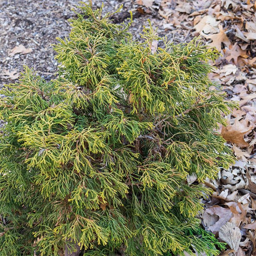 Chamaecyparis obtusa Tsatsumi Gold - Cipresso di Hinoki (Porto)