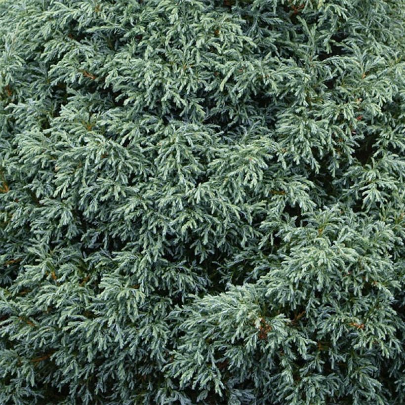 Chamaecyparis pisifera Baby Blue (Fogliame)