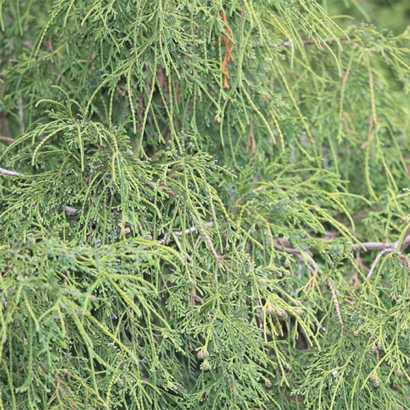 Chamaecyparis pisifera Filifera (Fogliame)