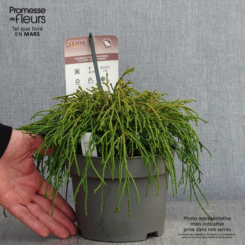 Chamaecyparis pisifera Filifera Nana - Cyprès Sawara             Pot de 2L/3L esemplare consegnato in inverno