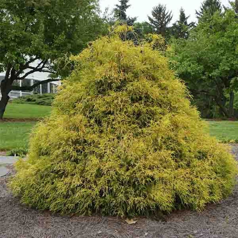 Chamaecyparis pisifera Golden Mop (Porto)