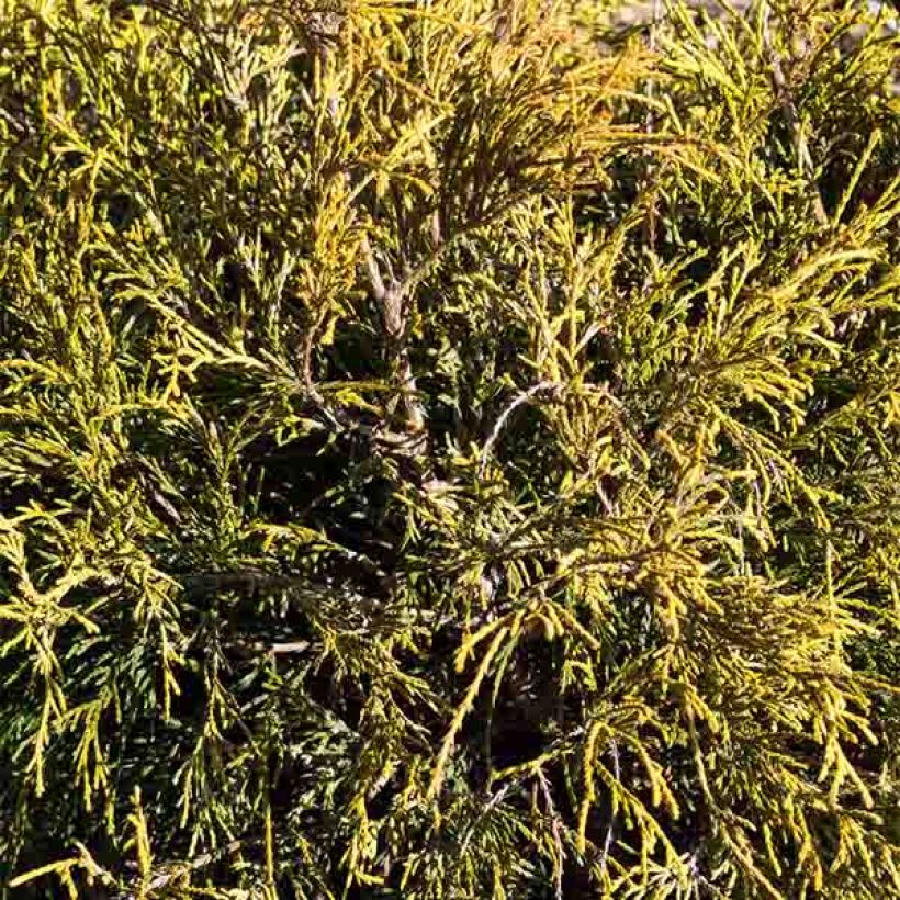 Chamaecyparis pisifera Sungold (Fogliame)