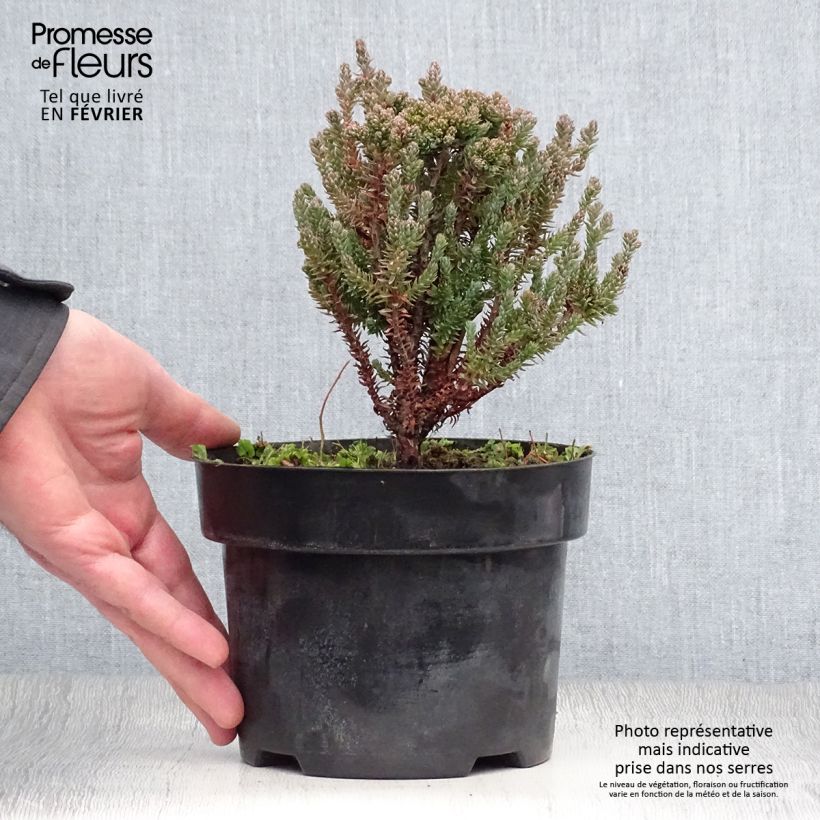 Chamaecyparis thyoides Blue Rock Pot de 2L/3L esemplare consegnato in inverno