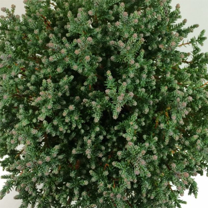 Chamaecyparis thyoides Blue Rock (Fogliame)