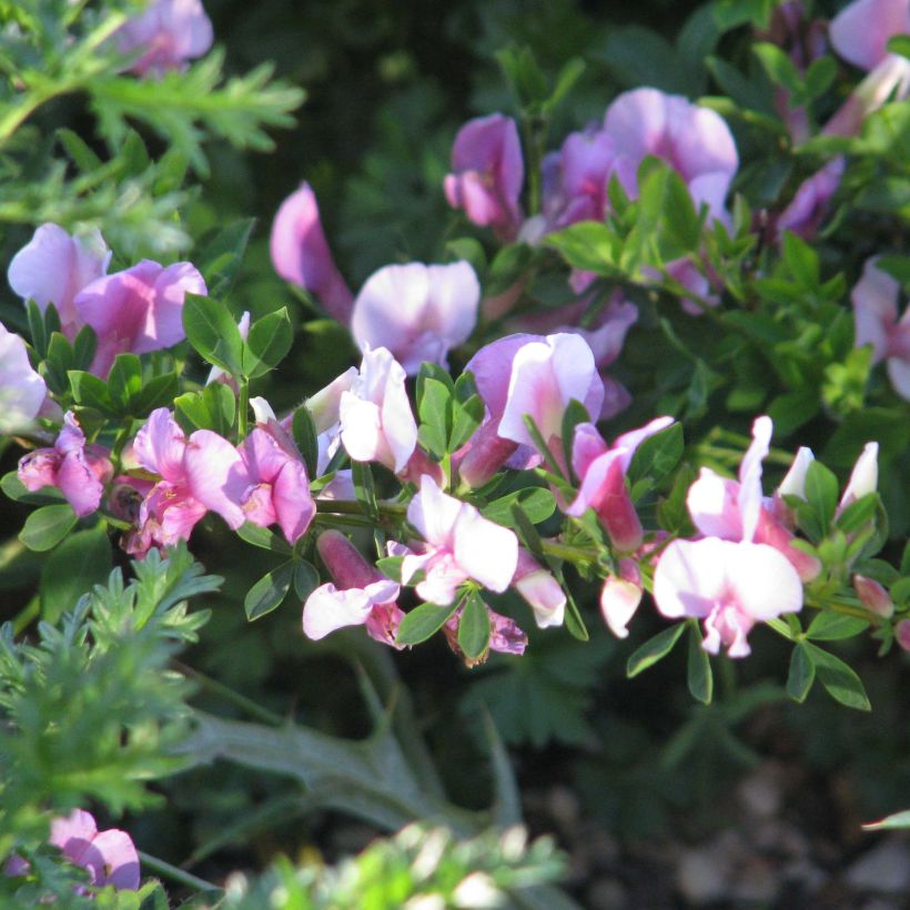 Chamaecytisus purpureus - Citiso purpureo (Fioritura)