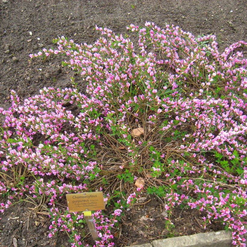 Chamaecytisus purpureus - Citiso purpureo (Porto)