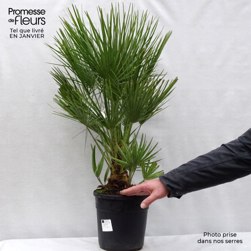 Chamaerops humilis - Palmier nain pot de 7L esemplare consegnato in inverno