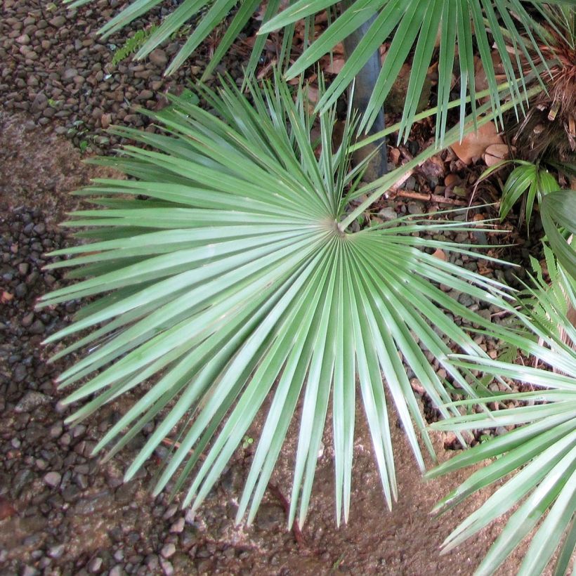 Chamaerops humilis - Palma di San Pietro (Fogliame)