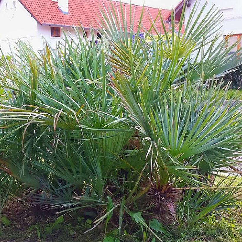 Chamaerops humilis var. cerifera - Palma di San Pietro (Fogliame)