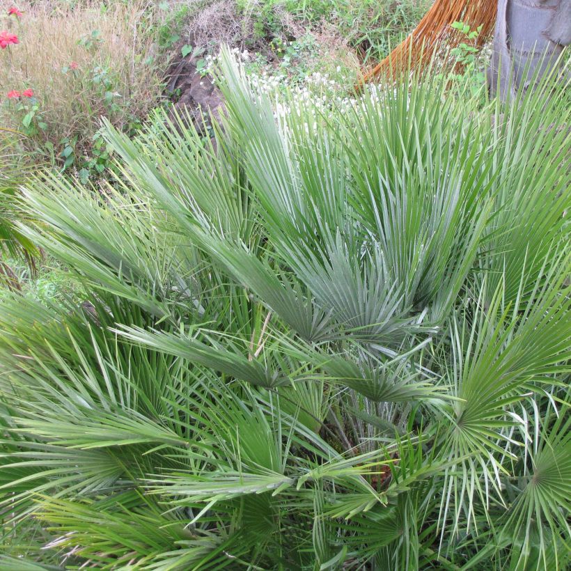 Chamaerops humilis Compacta - Palma di San Pietro (Fogliame)