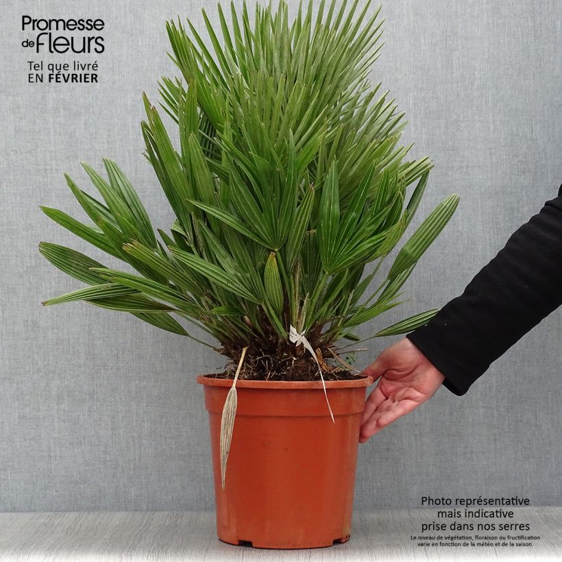 Chamaerops humilis Compacta - Palmier nain pot de 7L esemplare consegnato in inverno