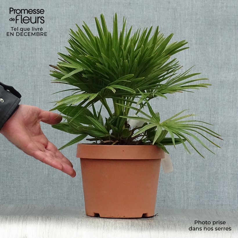 Chamaerops humilis Compacta - Palmier nain pot de 3L esemplare consegnato in inverno