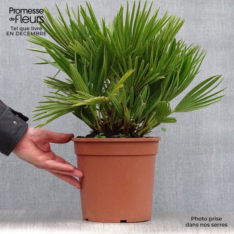 Chamaerops humilis Compacta - Palmier nain pot de 4/5L esemplare consegnato in inverno