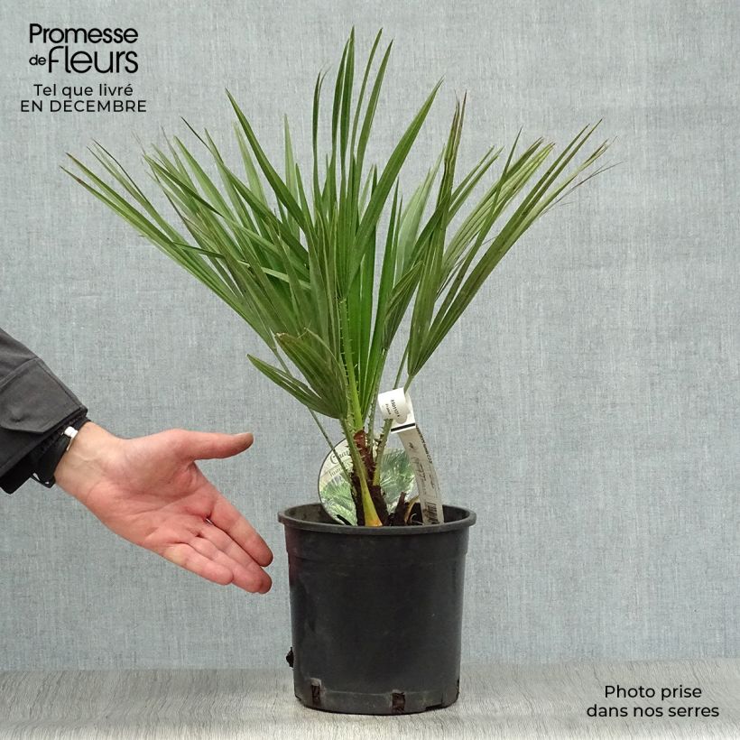 Chamaerops humilis - Palmier nain pot de 3L esemplare consegnato in inverno