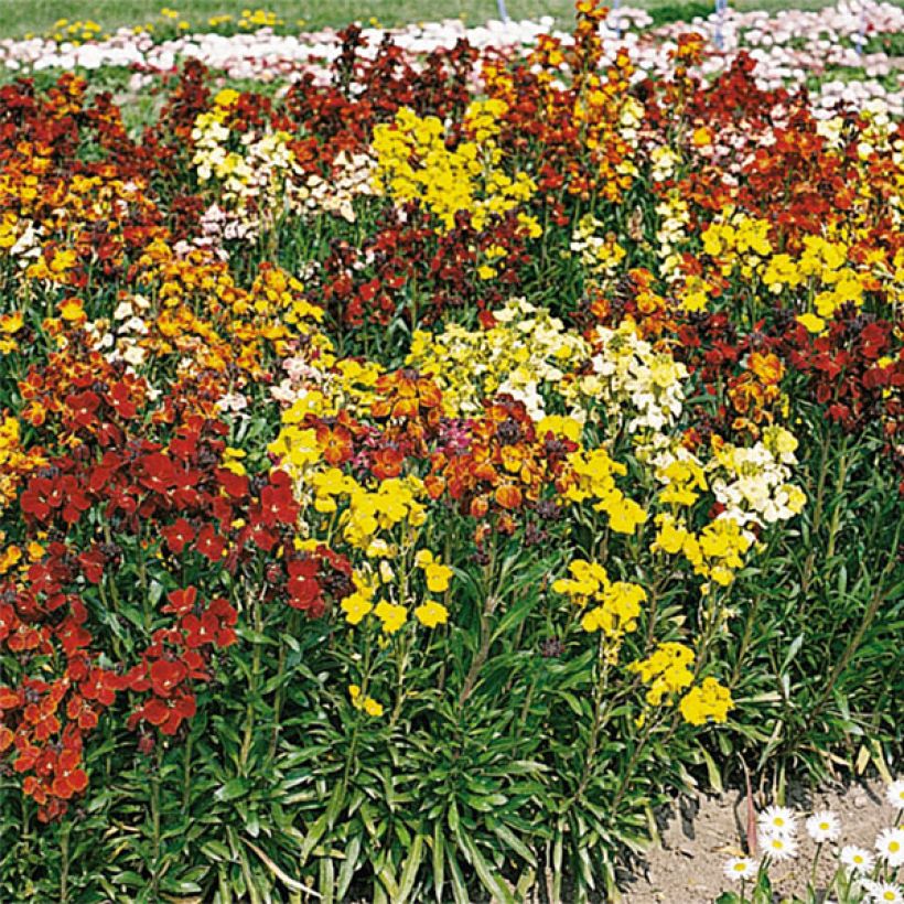 Erysimum Bedder Mix - Violaciocca (Fioritura)