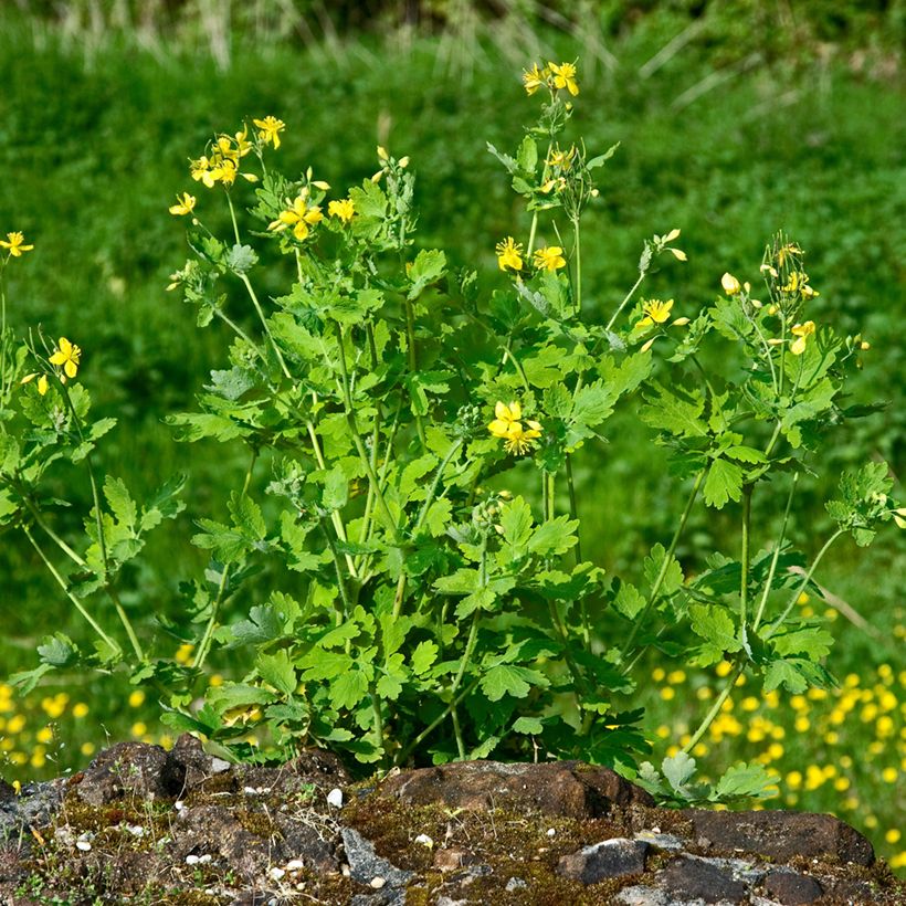 Chelidonium majus - Erba porraia (Porto)