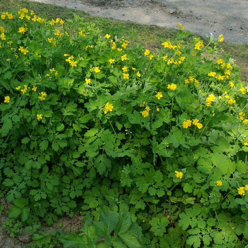 Chelidonium majus Flore Pleno - Celidonia maggiore (Porto)