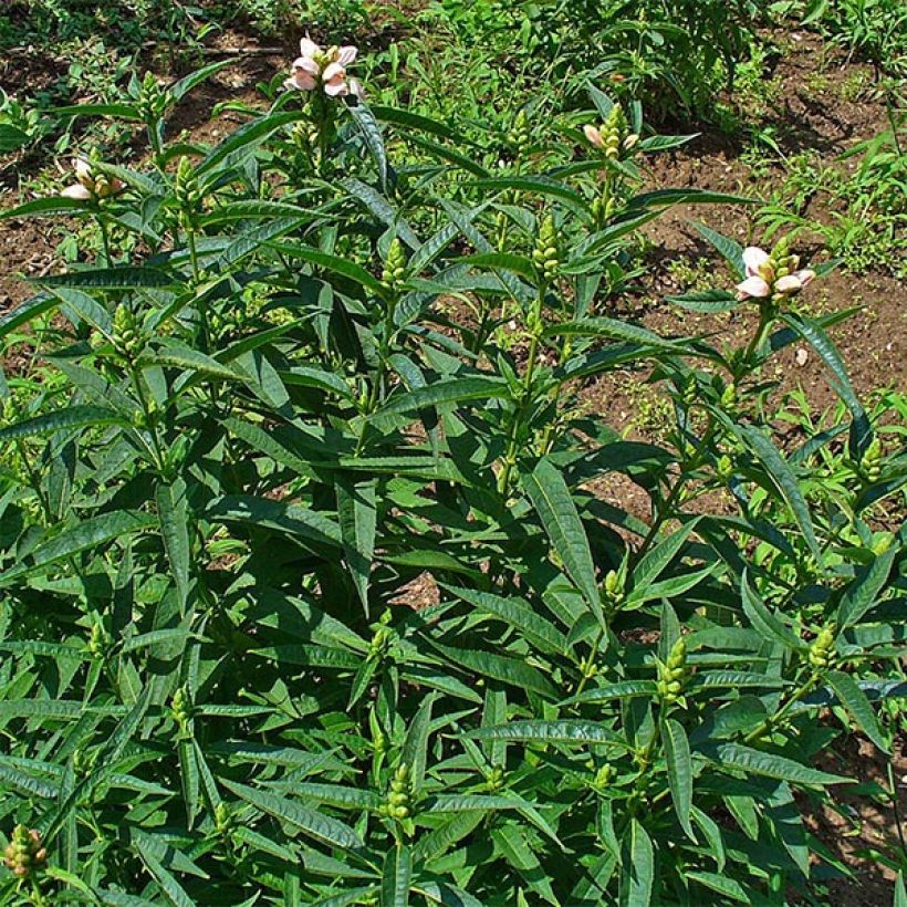 Chelone glabra - Testa di tartaruga bianca (Fogliame)