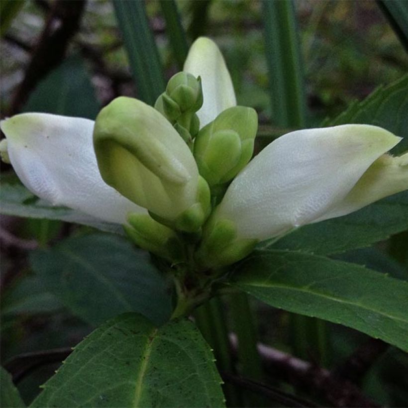 Chelone glabra - Testa di tartaruga bianca (Fioritura)