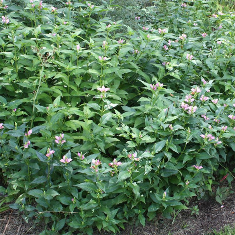 Chelone lyonii Hot Lips (Fogliame)